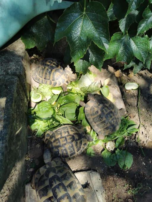ブック・ベル・エールLe Jardin De Maeアパートメント エクステリア 写真